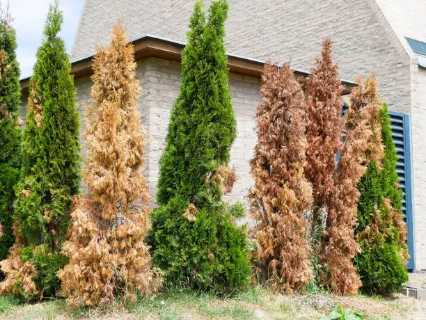 Dry thuja in summer time