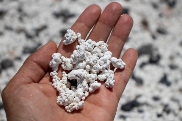 Popcorn beach rodolites Rhodoliths in the palm of a hand. Popcorn beach in Fuerteventura. Concept of conservation, preservation and protection of unique ecosystems. Famous and peculiar beach. coralline red algae photos stock pictures, royalty-free photos & images