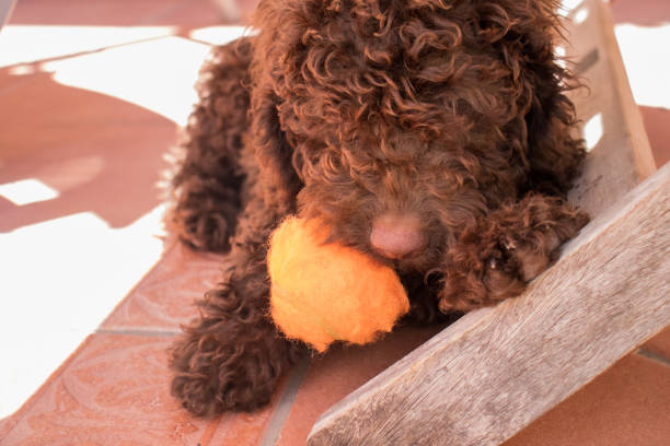 istock Playing spanish water dog puppy 1402062047