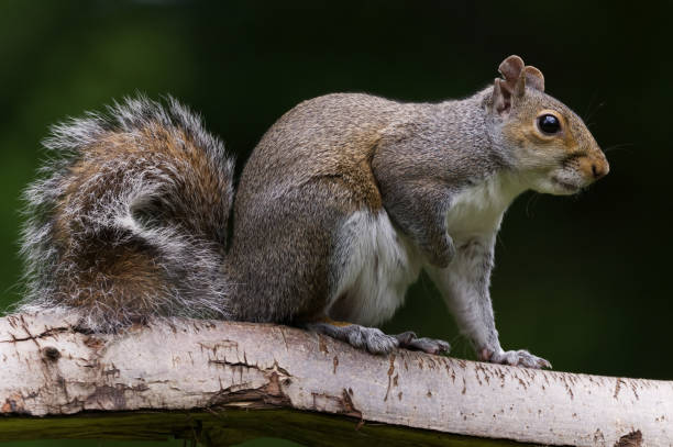 istock close up of grey squirrel on branch 1402062283