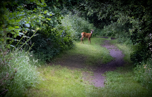 Deer watching you on a woodland path
