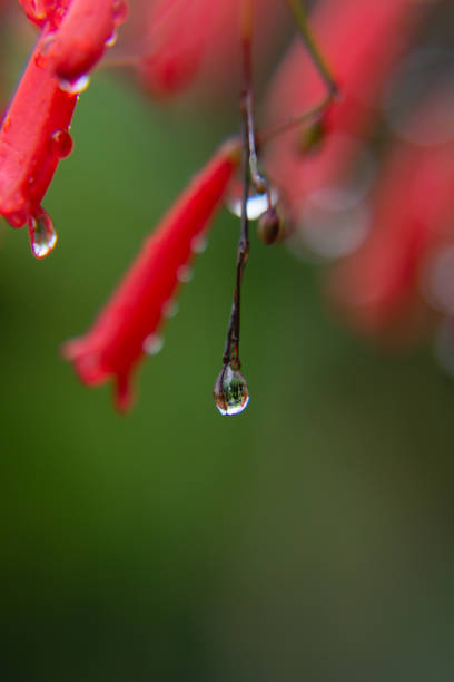 istock Fresh bright red tropical flowers after rain with big falling water drop and reflection inside on lush green blur background, macro, copy space, vertical. 1402071084