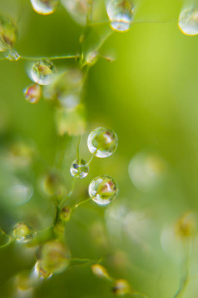 istock Tender fresh soft bright dew on twig with glare and reflections inside in sunbeams on blur green background, macro, texture, vertical. Harmony botany fresh summer background. 1402071098