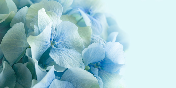 Beautiful blooming blue hydrangea flowers close-up. Floral background.