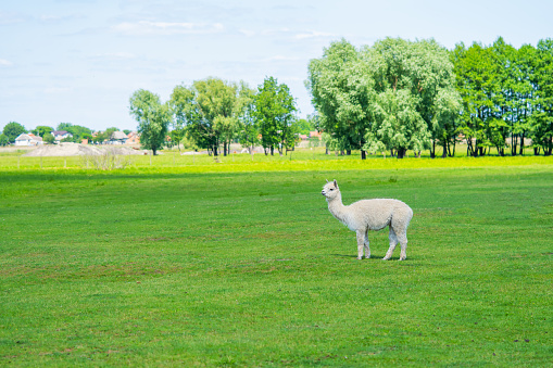 Alpaca grazing at the green summer field.