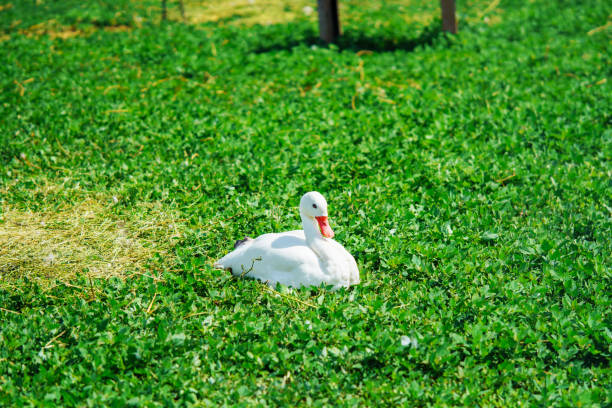 istock A graceful white duck with an orange beak sits in the green grass. 1402072194