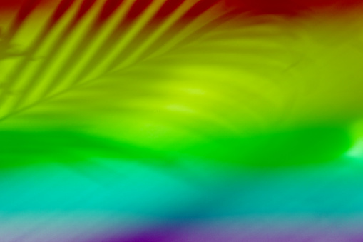 Palm leaves on a LGBTQI background or surface with shadow and sunlight. Stylish banner