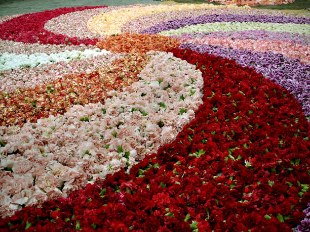 spirale florale du festival corpus de la garriga - corpus christi celebration photos et images de collection