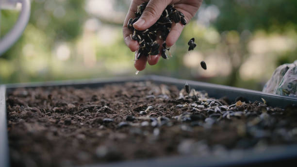 istock Hand woman sowing grain seeds. 1402076534