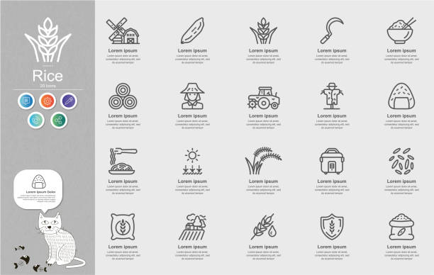 Rice Line Icons Content Infographic Rice Line Icons Content Infographic wheat ranch stock illustrations