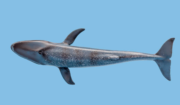 istock Whale view from above on a blue background. Insulation 1402080042