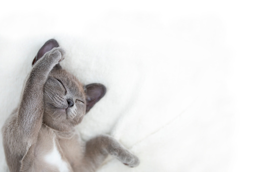 Sweet little grey kitten sleeping on a white background, top view with copy space