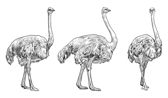 Hand drawn drawing of ostriches
