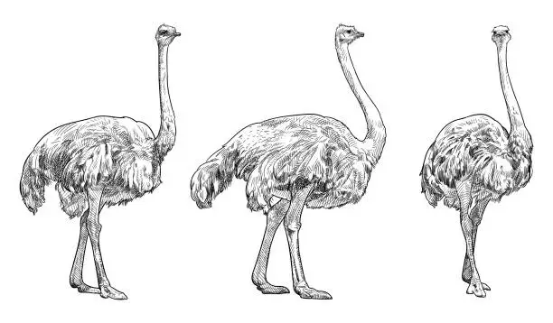 Vector illustration of Vector drawing of ostriches