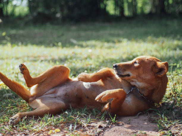 istock poor skinny brown dog 1402081034
