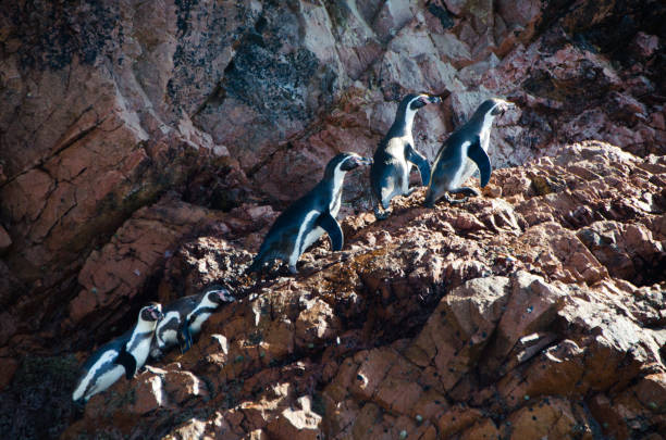 перу - car beach peru adventure стоковые фото и изображения