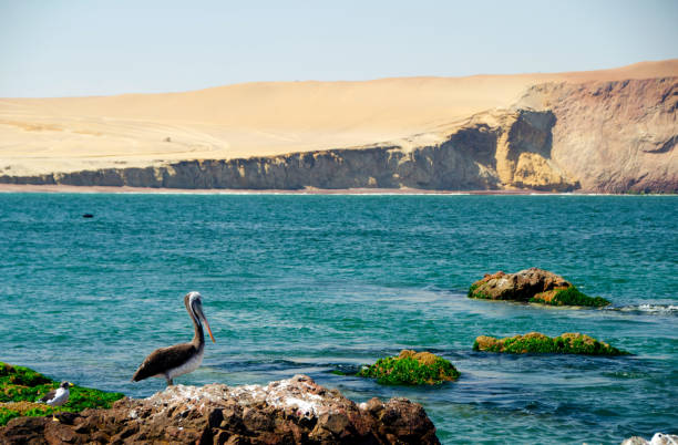 перу - car beach peru adventure стоковые фото и изображения