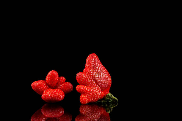 Ugly strawberry on black background, close-up. Unusual organic strawberries. Ugly fruits. Concept - Reduce organic food waste. Using in cooking imperfect products Ugly strawberry on black background, close-up. Unusual organic strawberries. Ugly fruits. Concept - Reduce organic food waste. Using in cooking imperfect products. awful taste stock pictures, royalty-free photos & images