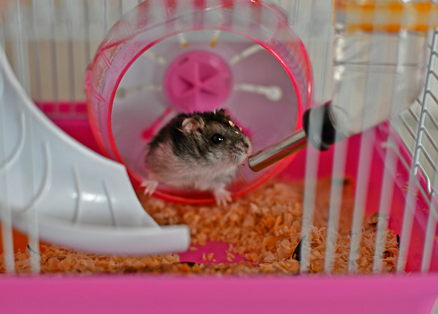 A small pet Djungarian hamster in his house.