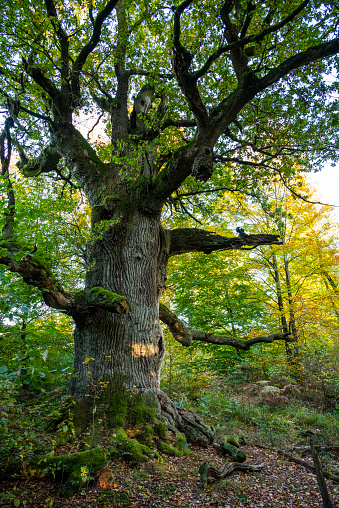 The mighty old oak tree called \