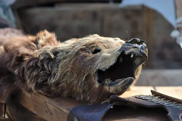 Photo of an old brown bear pelt