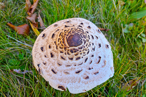 A view from above of a beautiful large growing mushroom in the grass in the forest
