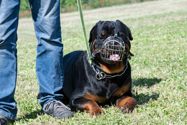 istock training of rottweiler 1402087791