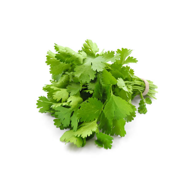 Green coriander bunch isolated on white stock photo