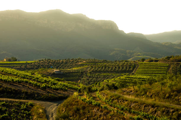 videiras na espanha - wine region - fotografias e filmes do acervo