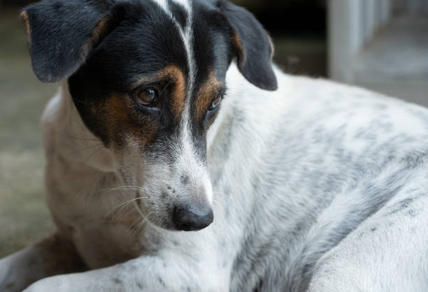 istock animal, dog's face close up 1402089855