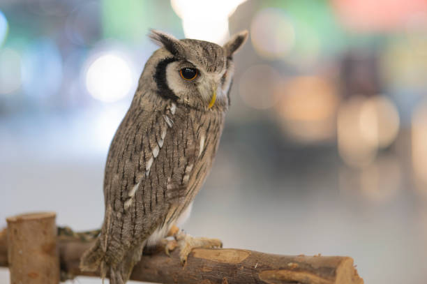 Animal, Portrait of an eagle owl Bubo bubo perched on a log.