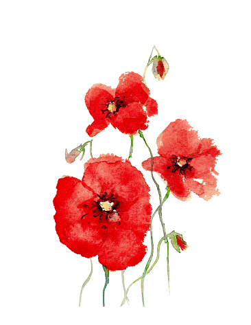 Watercolour of three poppies and buds
