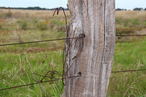 rural scene of timber fence post with tangled rusty wire