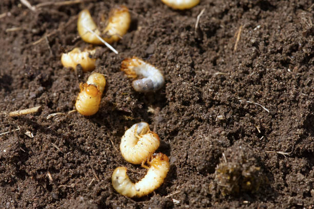 istock the larva of the may beetle. May Bug Melolontha 1402091778