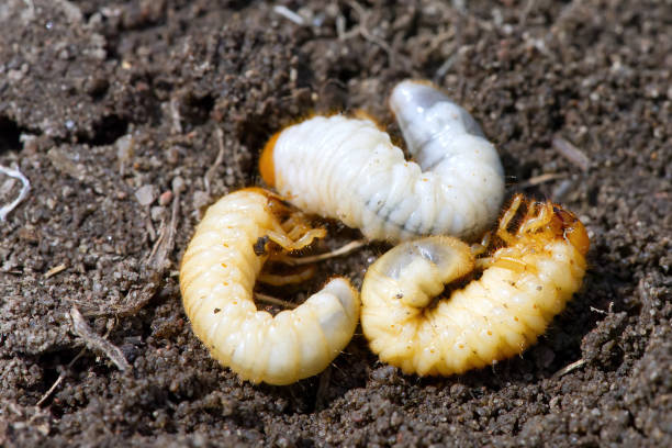 la larva dello scarabeo di maggio. maggio bug melolontha - larva foto e immagini stock