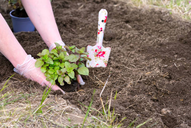 istock Woman repotting fresh mint in the garden 1402091920