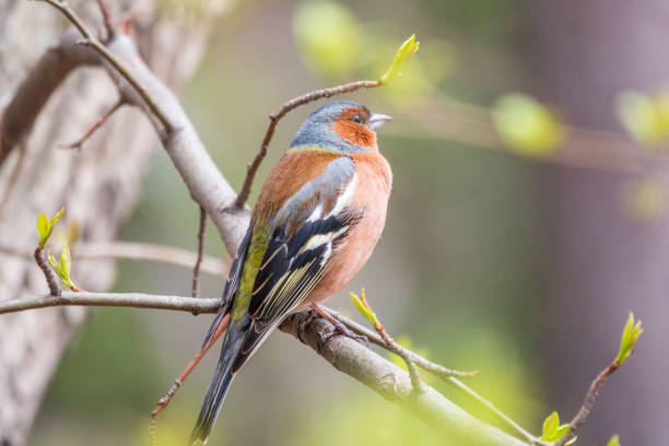 istock Common chaffinch, Fringilla coelebs, sits on a tree. Common chaffinch in wildlife. 1402092754