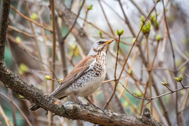 istock Fieldbird sits on a branch in spring with a blurred background. 1402092789
