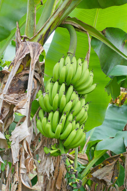 istock Tropical Fruit, Rarotonga, Cook Islands 1402093501