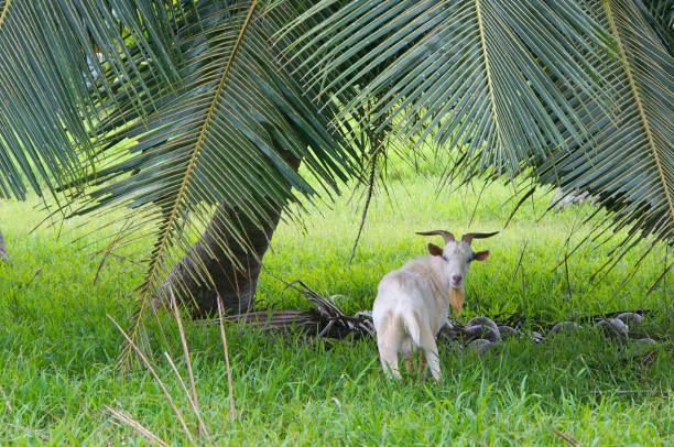 A white nanny goat stands in long green grass under a coconut palm tree