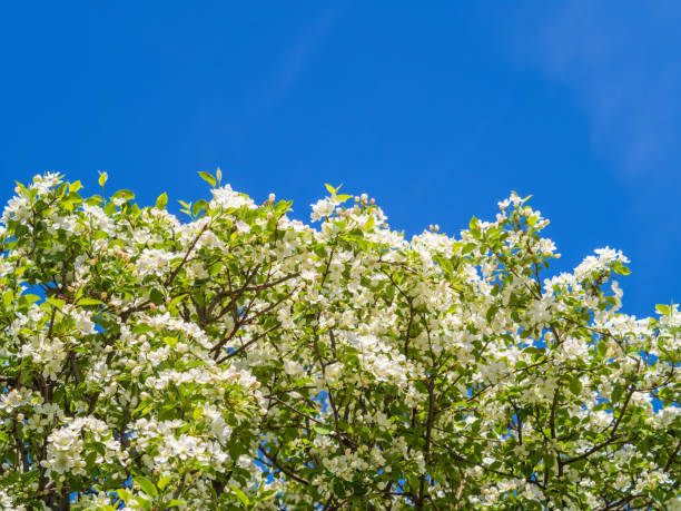 istock Apple tree branches with white flowers on a background of blue clear sky. 1402094748