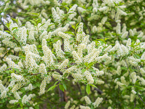 Elderflower Bush with white blossoms in the forest