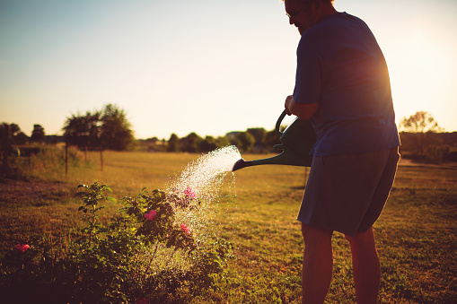 Friendly man waters the flowers in dry hot summer.