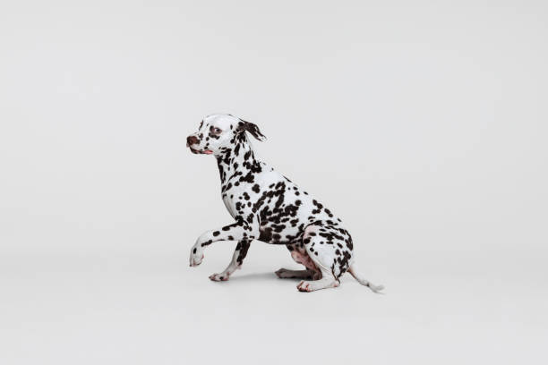 istock Young beautiful thoroughbred Dalmatian dog posing isolated over gray studio background. Concept of breed, vet, beauty, animal haelth and life, care. 1402097720