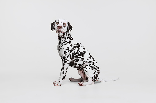 Young beautiful thoroughbred Dalmatian dog posing isolated over gray studio background. Concept of breed, vet, beauty, animal haelth and life, care. Pet looks calm, healthy and cute