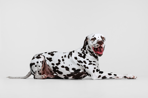 Dalmatian dog isolated