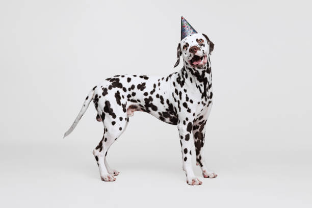 istock One adorable thoroughbred Dalmatian dog posing isolated over gray studio background. Concept of breed, vet, beauty, animal haelth and life, care. 1402097745