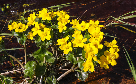Yellow Caltha Palustris blooms in the valley of rivers, lakes and swamps. Solar lighting