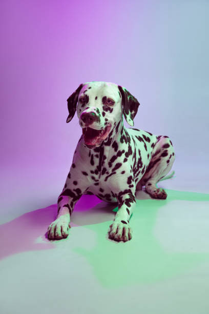 istock Beautiful spotted Dalmatian dog posing isolated over gradient green-purple studio background in neon light. Concept of breed, vet, beauty, animal haelth and life, care. 1402097764