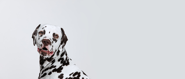 Two Beautiful Black Spotted Dalmatian Dog On Dark Black Background